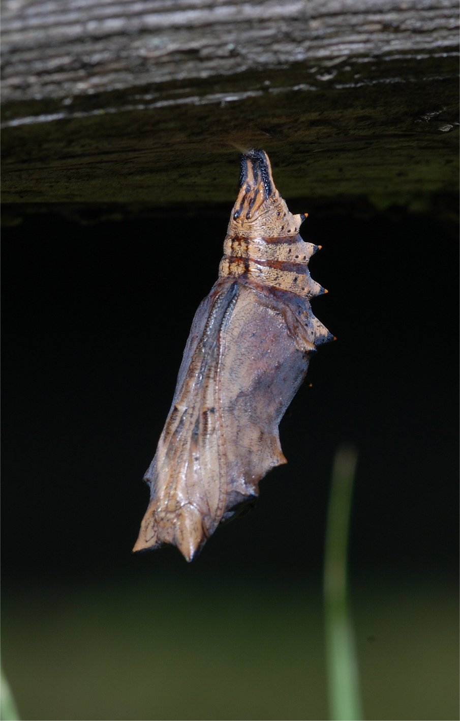 Larva e crisalide del M.Cimino